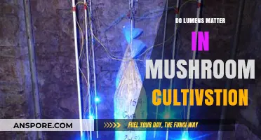 Do Lumens Impact Mushroom Cultivation Success? Lighting Insights