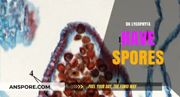 Lycophyta Reproduction: Unveiling the Role of Spores in Their Life Cycle