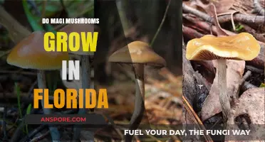 Do Magic Mushrooms Thrive in Florida's Climate and Ecosystem?