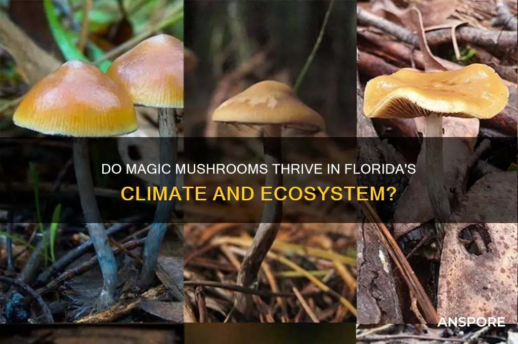 do magi mushrooms grow in florida