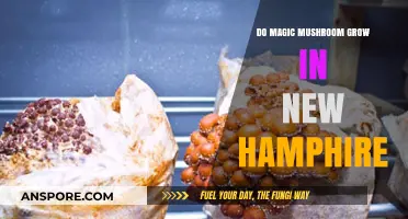 Exploring New Hampshire's Forests: Do Magic Mushrooms Grow Here?