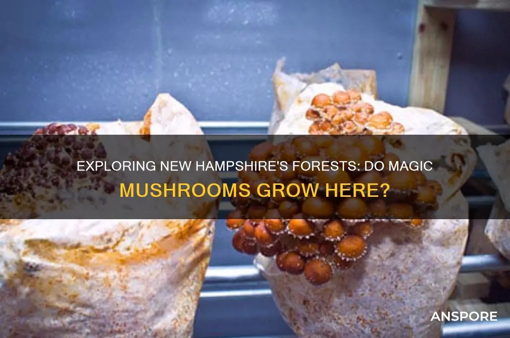 do magic mushroom grow in new hampshire