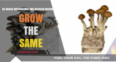 Magic vs. Regular Mushrooms: Similar Growth Patterns or Different Worlds?