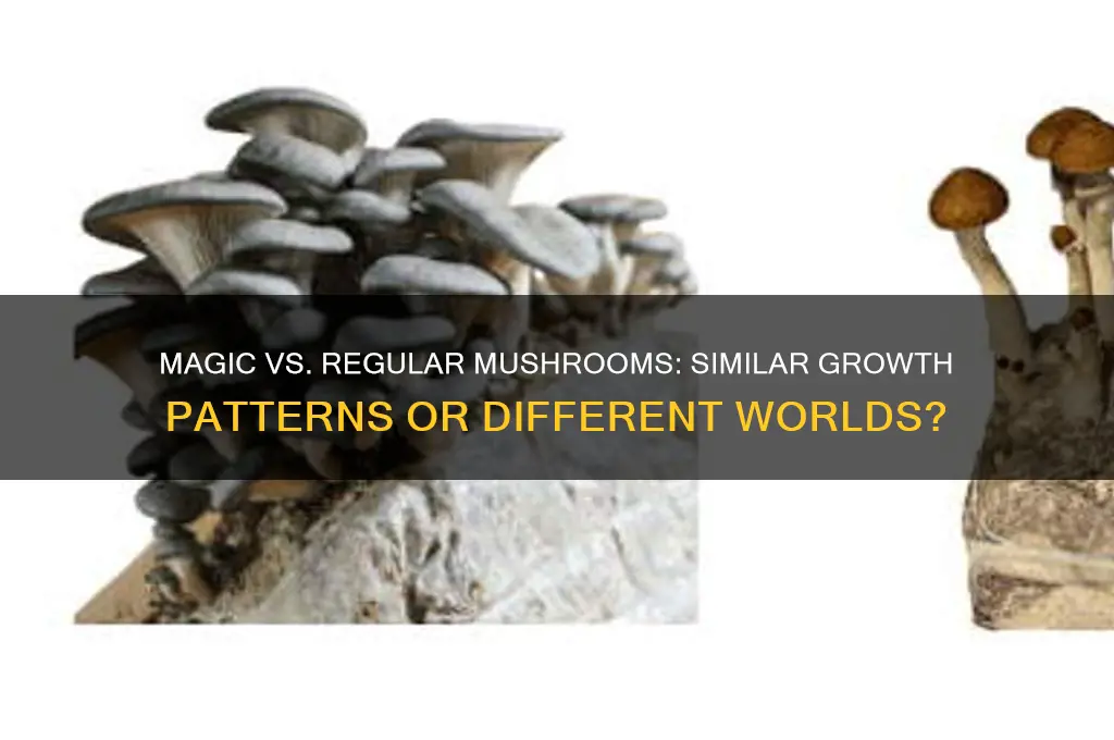do magic mushrooms and regular mushrooms grow the same