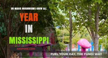 Can You Find Magic Mushrooms in Mississippi Year-Round?