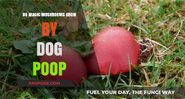 Do Magic Mushrooms Thrive on Dog Poop? Unveiling the Truth