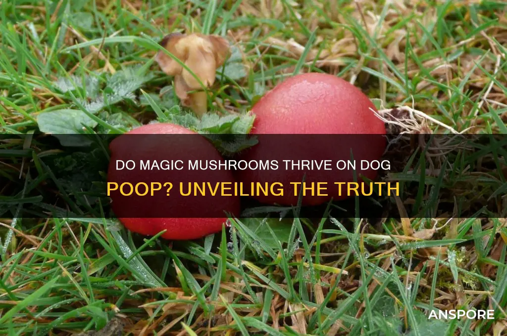 do magic mushrooms grow by dog poop