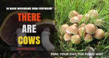 Do Magic Mushrooms Thrive in Cow Pastures? Exploring the Fungal Connection