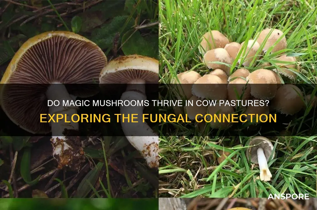 do magic mushrooms grow everywhere there are cows
