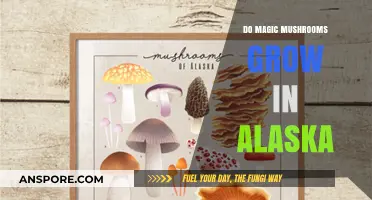 Exploring Alaska's Forests: Do Magic Mushrooms Thrive in the Last Frontier?