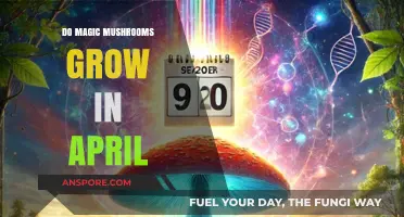 Can You Find Magic Mushrooms Growing in April? A Guide