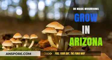 Exploring Arizona's Wild: Do Magic Mushrooms Thrive in Its Desert Climate?
