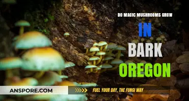 Where to Find Magic Mushrooms in Oregon's Bark: A Guide