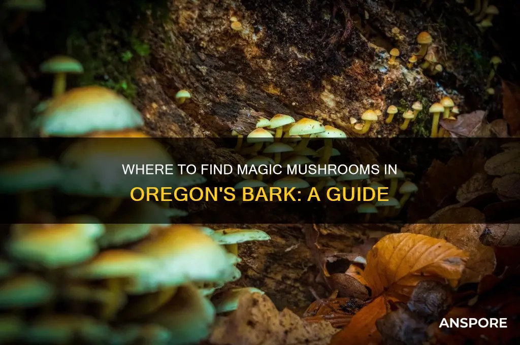 do magic mushrooms grow in bark oregon