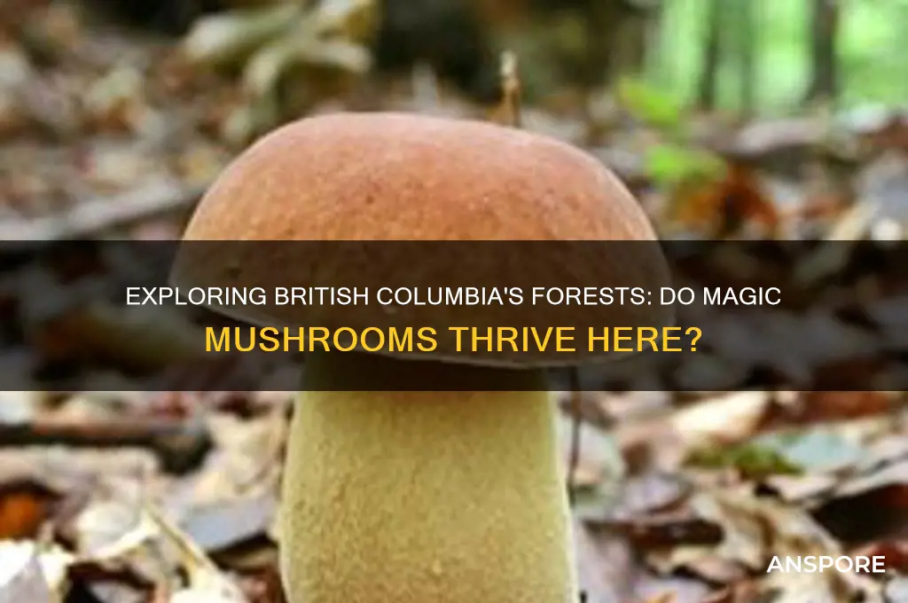 do magic mushrooms grow in british columbia