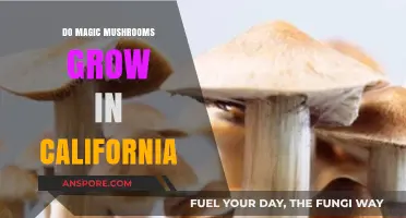 Exploring California's Forests: Do Magic Mushrooms Grow Here?