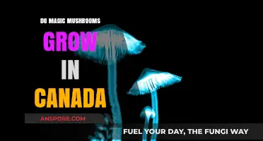 Exploring Canada's Forests: Do Magic Mushrooms Grow in the Wild?