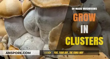 Do Magic Mushrooms Grow in Clusters? Exploring Psilocybin Fungi Habits