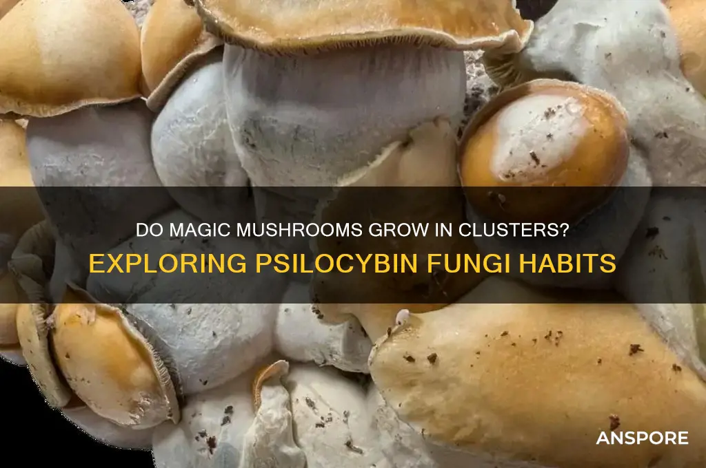 do magic mushrooms grow in clusters