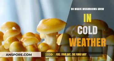 Can Magic Mushrooms Thrive in Cold Climates? Exploring Psilocybin Growth