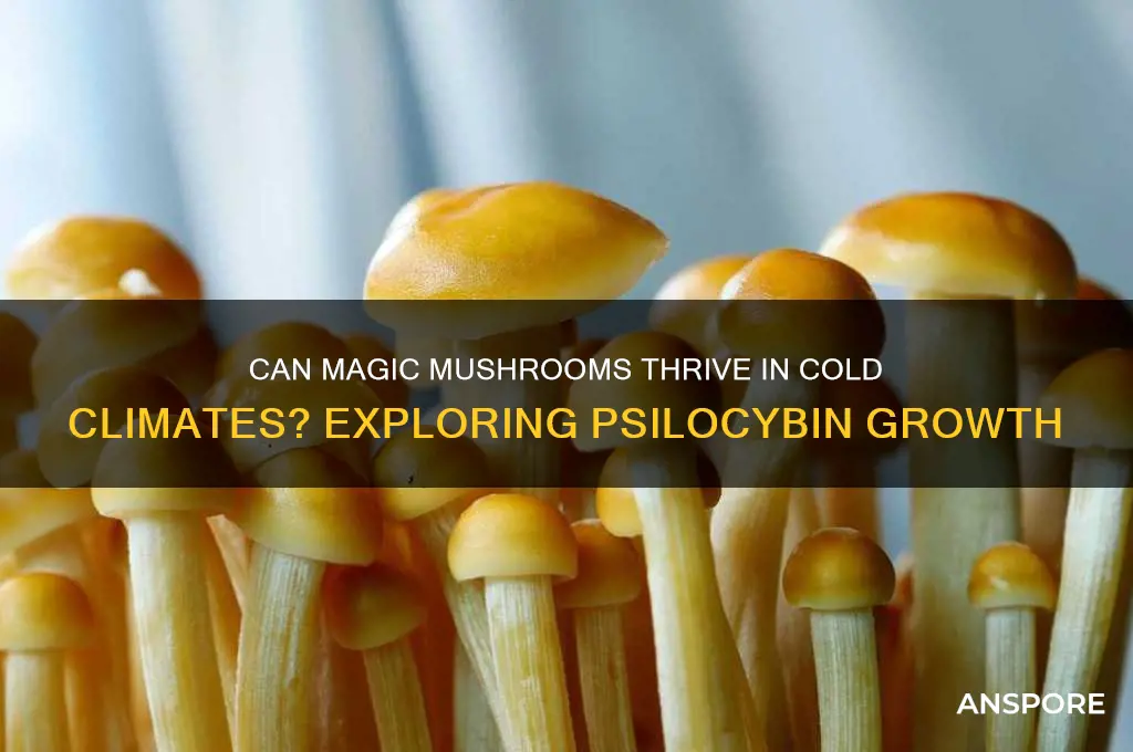 do magic mushrooms grow in cold weather