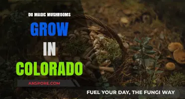 Exploring Colorado's Forests: Do Magic Mushrooms Thrive in the Rockies?