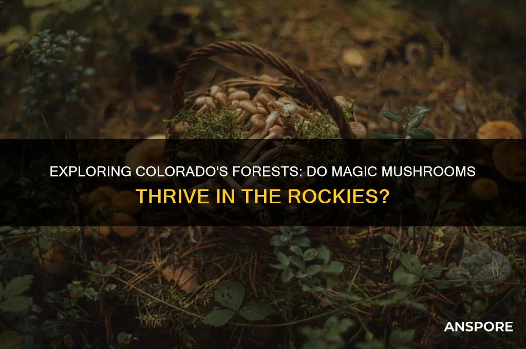 do magic mushrooms grow in colorado