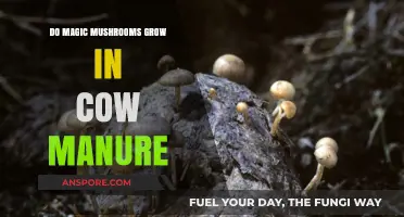 Can Magic Mushrooms Thrive in Cow Manure? Exploring Psilocybin Growth