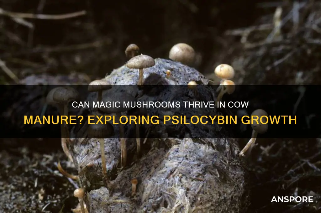 do magic mushrooms grow in cow manure