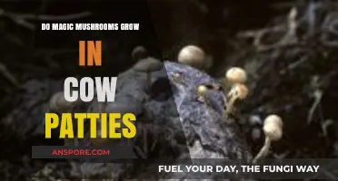 Do Magic Mushrooms Thrive in Cow Patties? Unveiling the Truth