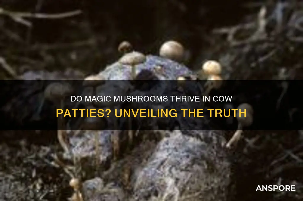 do magic mushrooms grow in cow patties