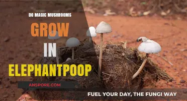 Can Magic Mushrooms Thrive in Elephant Dung? Surprising Facts Revealed