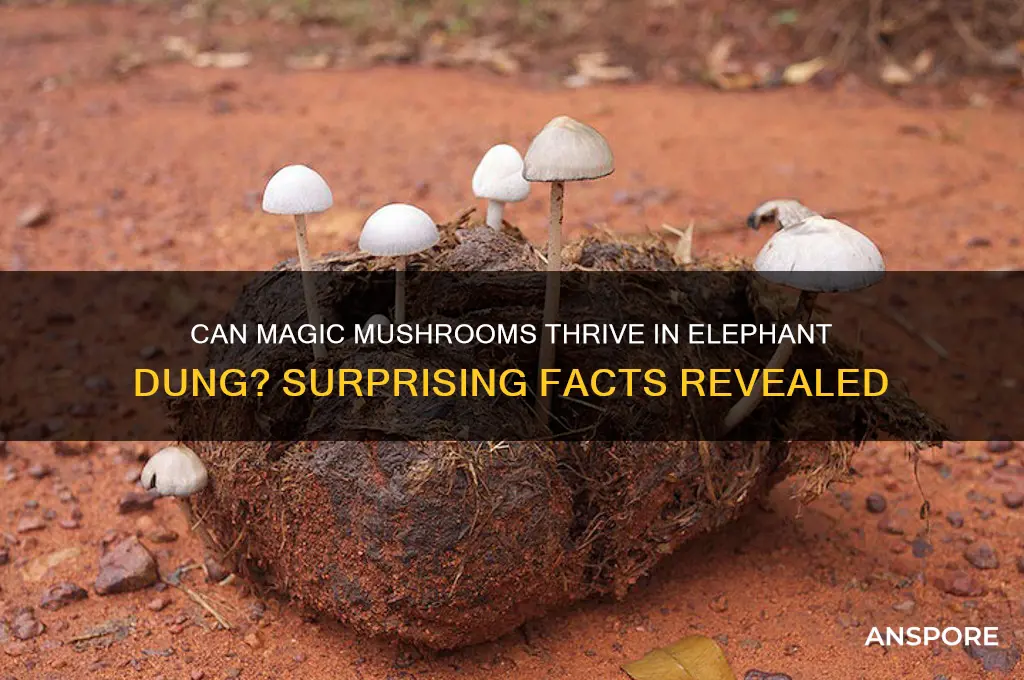 do magic mushrooms grow in elephantpoop