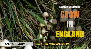 Exploring England's Forests: Do Magic Mushrooms Grow Here?