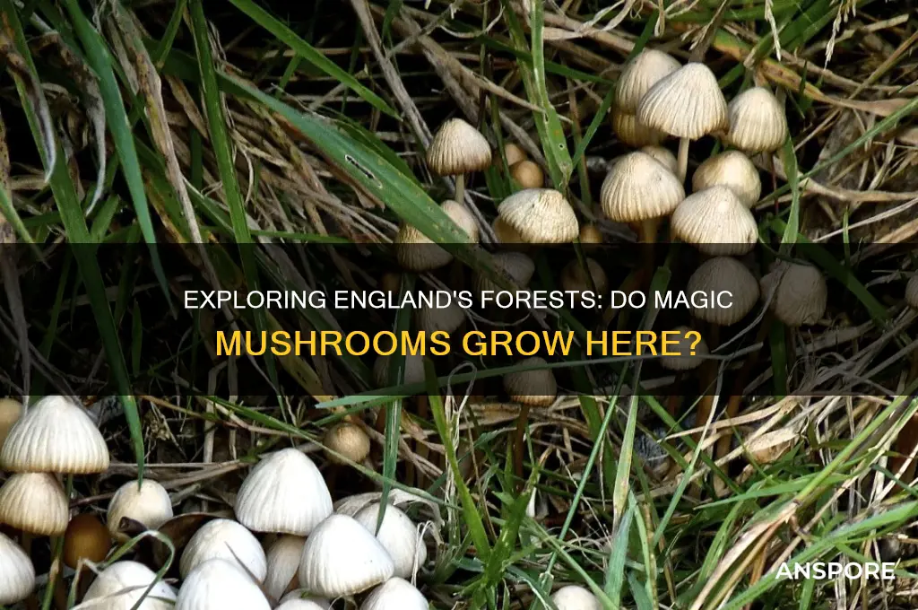 do magic mushrooms grow in england