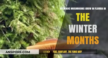 Winter Psilocybin Hunt: Do Magic Mushrooms Thrive in Florida's Cold?