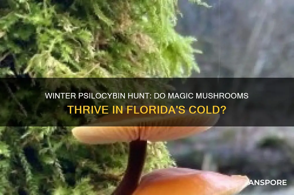 do magic mushrooms grow in florida in the winter months