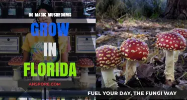 Exploring Florida's Forests: Do Magic Mushrooms Thrive in the Sunshine State?