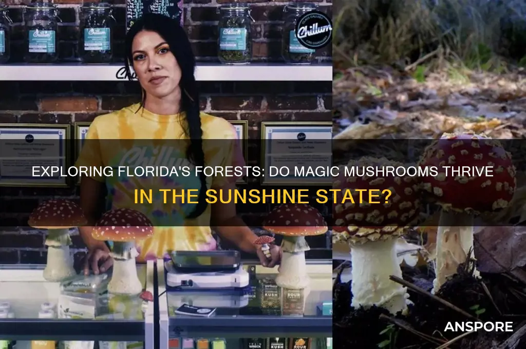 do magic mushrooms grow in florida