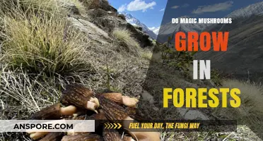 Exploring Forests: Do Magic Mushrooms Naturally Grow in Woodland Areas?