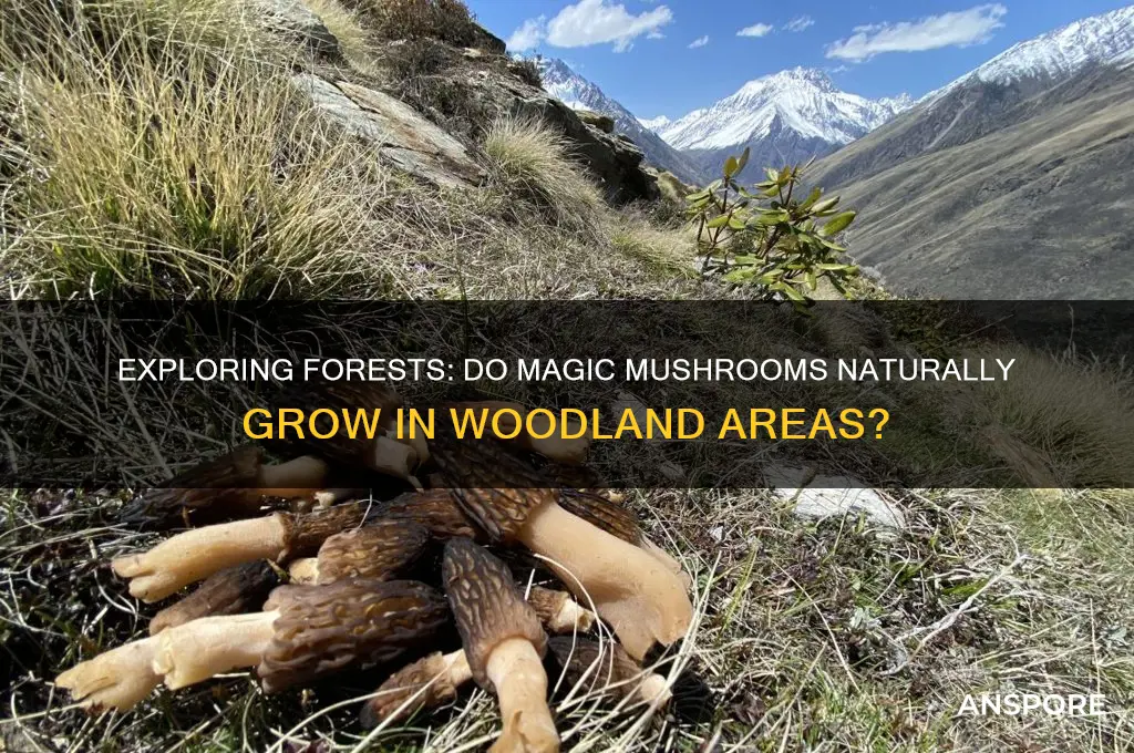 do magic mushrooms grow in forests