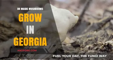 Exploring Georgia's Forests: Do Magic Mushrooms Thrive in the Peach State?
