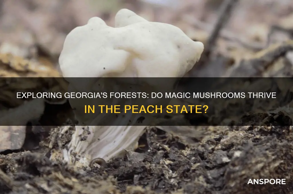 do magic mushrooms grow in georgia