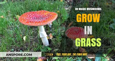 Can Magic Mushrooms Grow in Grass? Exploring Psilocybin's Natural Habitat