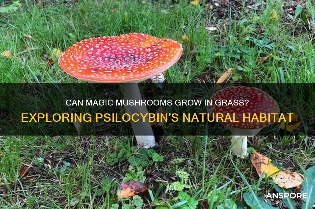 do magic mushrooms grow in grass