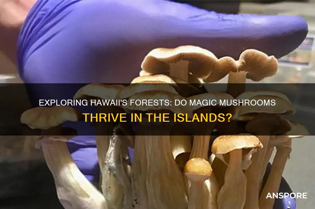 do magic mushrooms grow in hawaii
