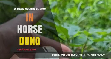 Can Magic Mushrooms Thrive in Horse Dung? Exploring the Myth