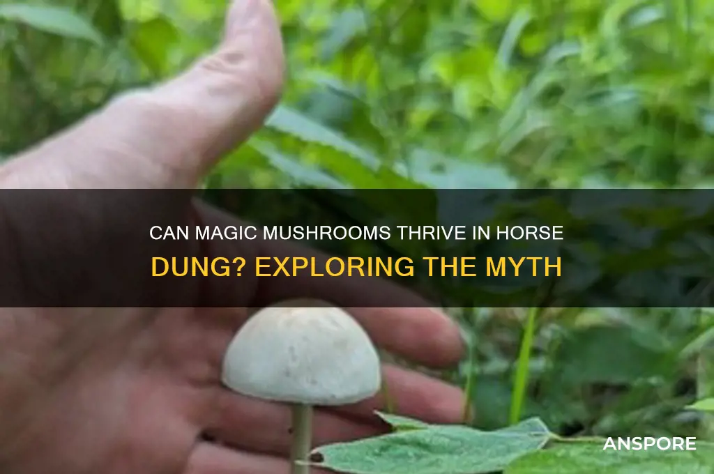 do magic mushrooms grow in horse dung