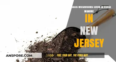 Can Magic Mushrooms Thrive in New Jersey's Horse Manure?