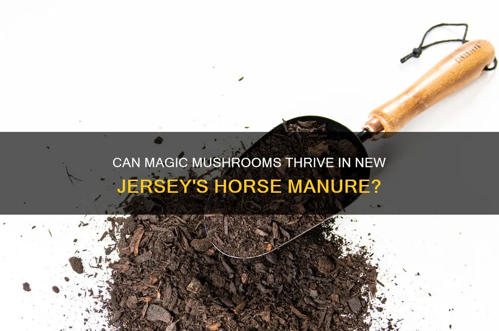 do magic mushrooms grow in horse manure in new jersey